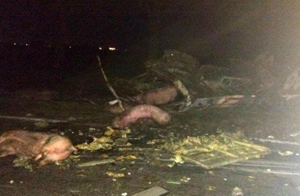 Un choque entre camiones dejó un tendal de animales muertos y la ruta 8 cortada