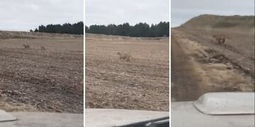 Video: grabaron a dos pumas libres en un camino rural de Tandil
