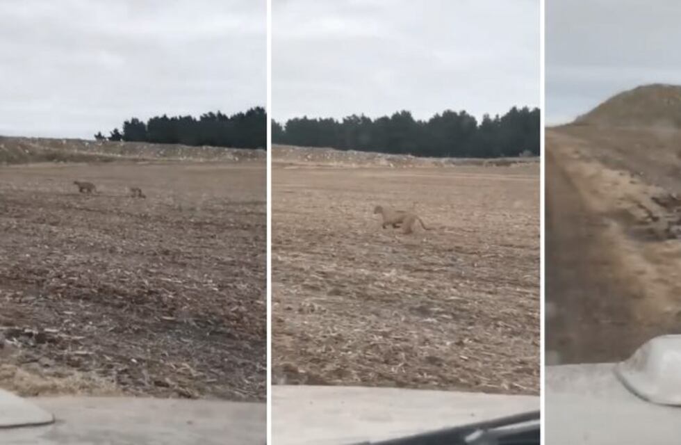 Video: grabaron a dos pumas libres en un camino rural de Tandil
