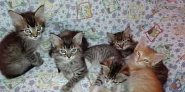 Foto ilustrativa de gatitos bebé (Web)