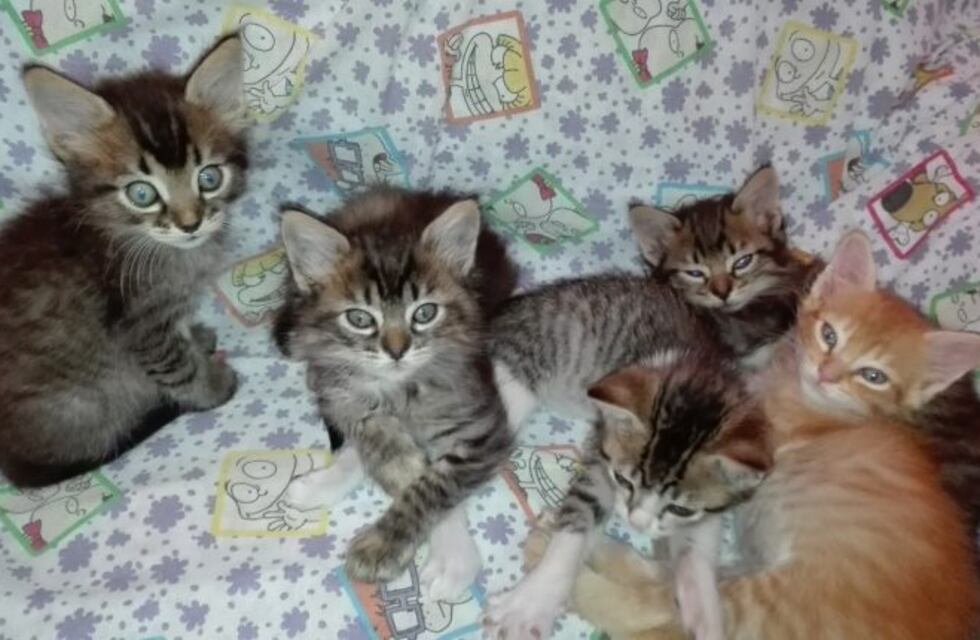 Denuncian a un hombre por abusar sexualmente de gatitos de tres meses