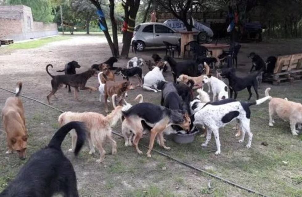 La Justicia busca a dos hermanos acusados de agredir salvajemente a un perro