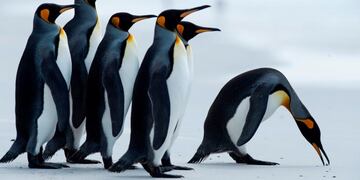 Malvinas tiene una increíble biodiversidad, con más de 25 especies de ballenas y delfines y cinco especies de pinguinos\u002E Fotos de Pablo Porciuncula Brune / AFP