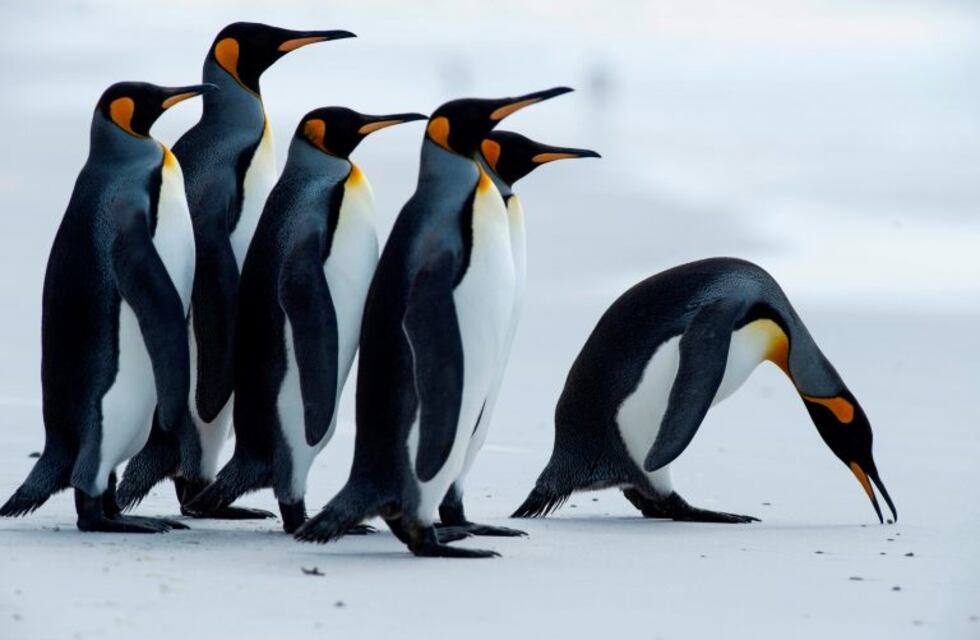 En Malvinas, el turismo desplaza a la cría de ovejas