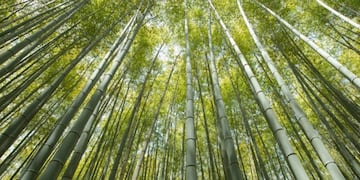 Imagen ilustrativa\u002E Plantaciones de Bambú\u002E