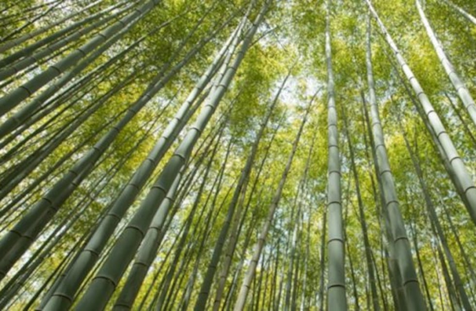 Promueven la producción de Bambú ante la demanda interna y externa