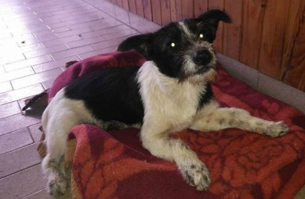 Deberá pagar $3 mil por atropellar a una perra y dejarla abandonada