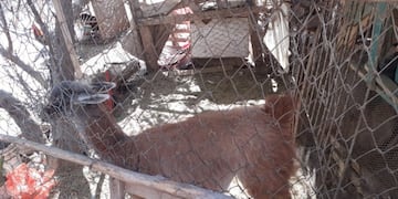 El ejemplar fue enviado al Parque Faunístico\u002E