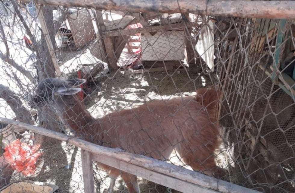 Rescataron a un guanaco bebé que una familia tenía en cautiverio