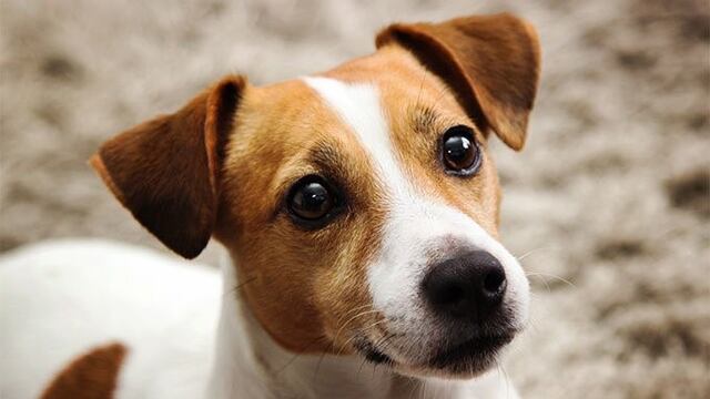 El estremecedor video de un hombre que llora por salvar a su perrita