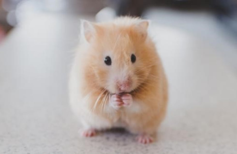 Le hizo mini panqueques a su hámster y las tiernas fotos se viralizaron