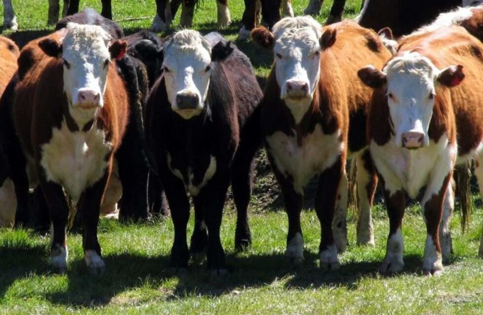 Indignación de productores rurales por robo y faenamiento clandestino de ganado en Laspiur