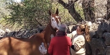El compromiso y labor de tres agrupaciones sociales en pos de ellos: los caballos afectados\u002E (Foto: gentileza Azul Godoy)\u002E