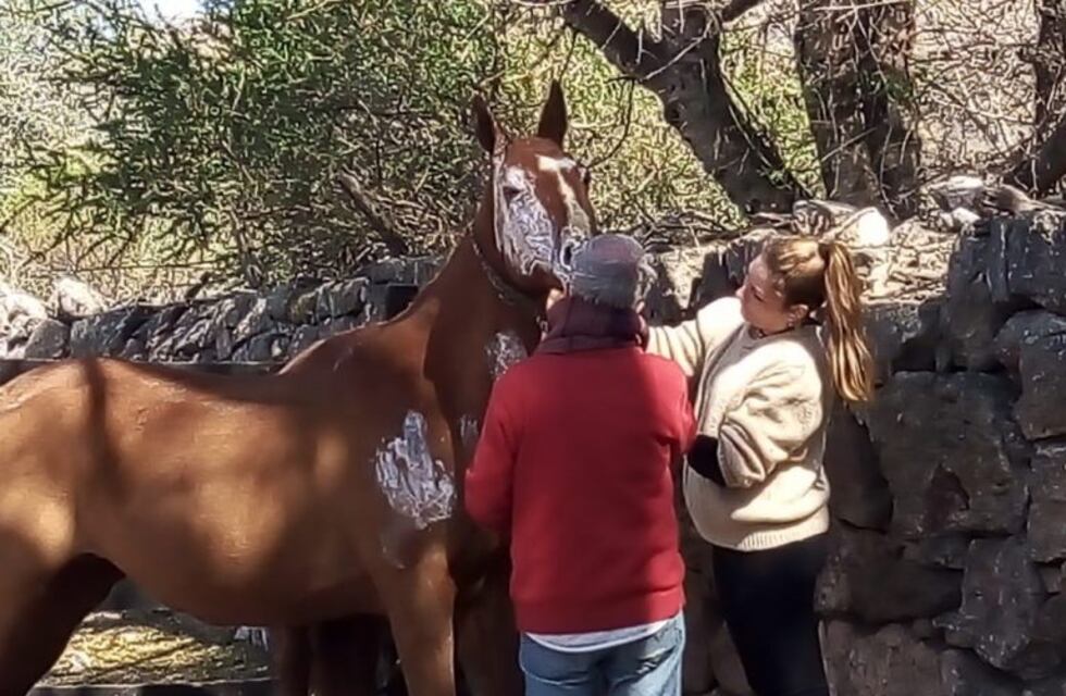 Gracias a la solidaridad de la gente, asistieron a caballos afectados tras el incendio forestal en Tanti