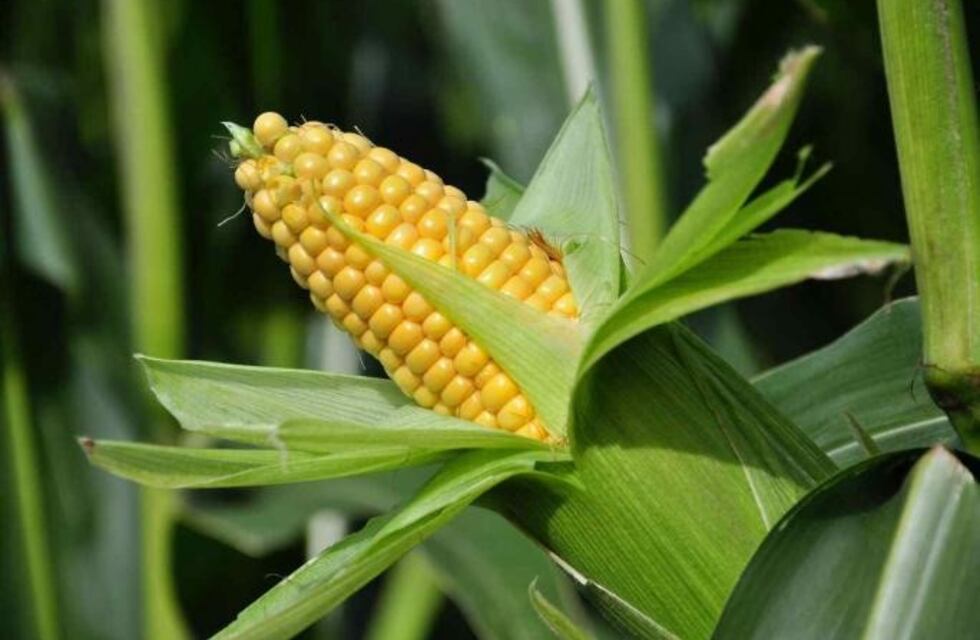 Aumenta la producción del bioetanol de maíz en Córdoba