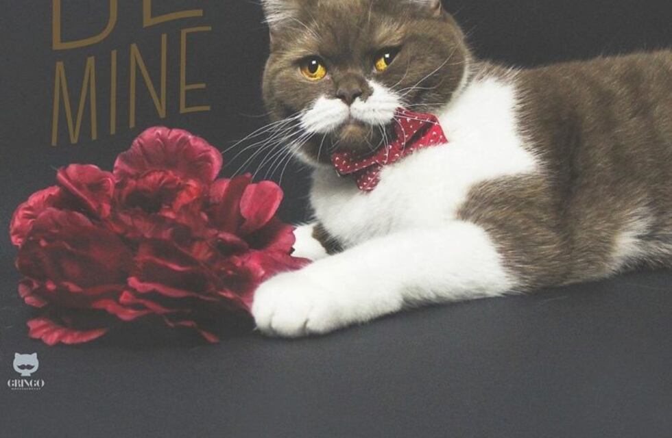 Gringo, el gato con bigote blanco que se está volviendo viral en las redes