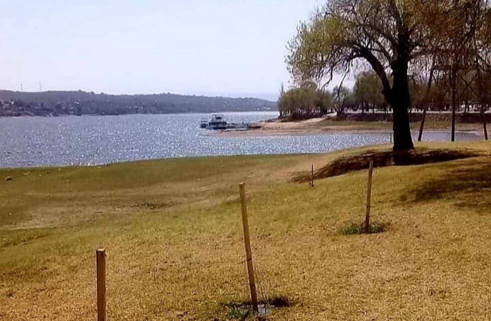¡De no creer! Quebraron los nuevos árboles plantados en la costanera de Carlos Paz