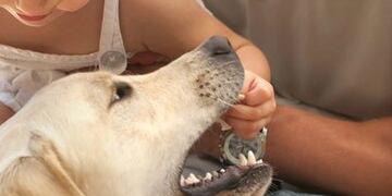 El niu00f1o fue mordido en el rostro por un perro labrador.