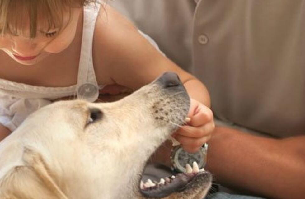 Un perro labrador mordió en el rostro a un nene de 4 años