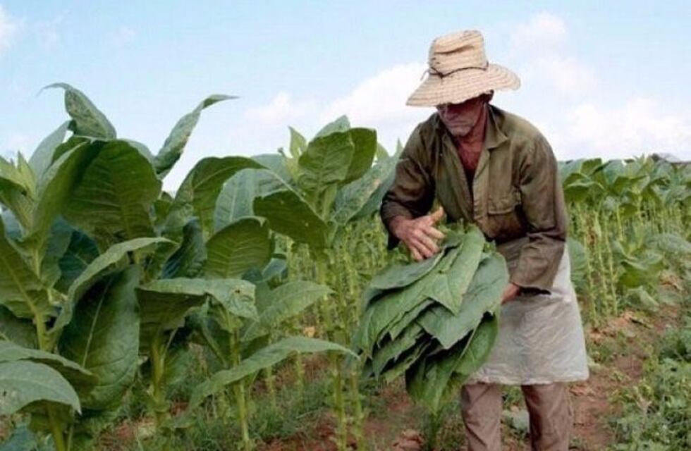 El viernes pagarán 111 millones por tabaco Burley, anunció Passalacqua