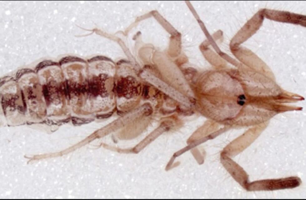 Descubrieron un nuevo tipo de "araña camello" en Santiago