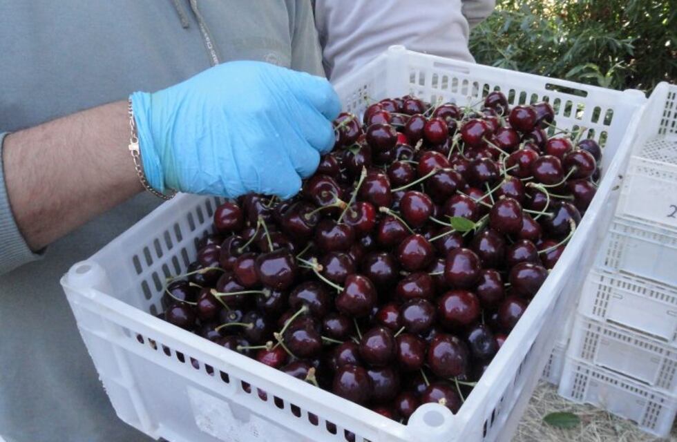 Una empresa patagónica concretó por primera vez en el 2020 la exportación de cerezas a China