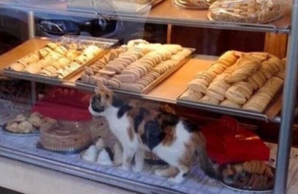 Por una foto en las redes, clausuraron una panadería injustamente