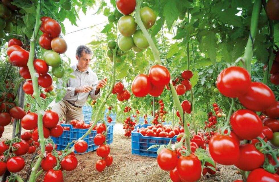 ¿Cómo hacer para aumentar la producción de frutos?
