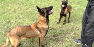 Pastor Belga Malinois\u002E (Web)