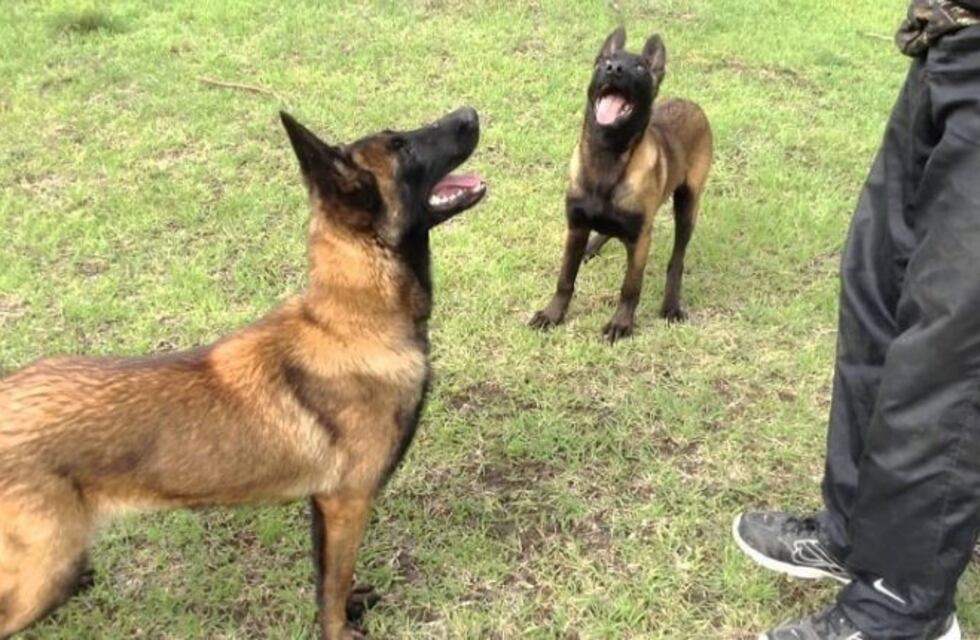 Perros bomberos en Salta: en septiembre se inaugurará un centro de adiestramiento canino