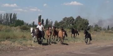 Puesteros en el Sur mendocino sacan a su animales de los sectores donde el fuego está haciendo estragos\u002E