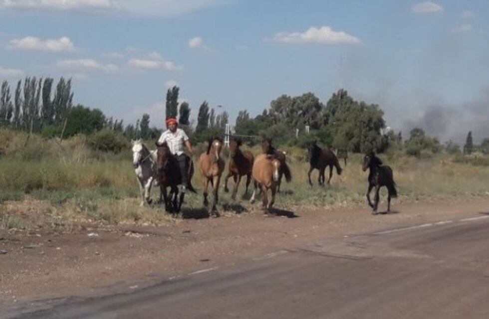 Productores sacan a sus animales mientras el incendio  progresa en el Sur mendocino