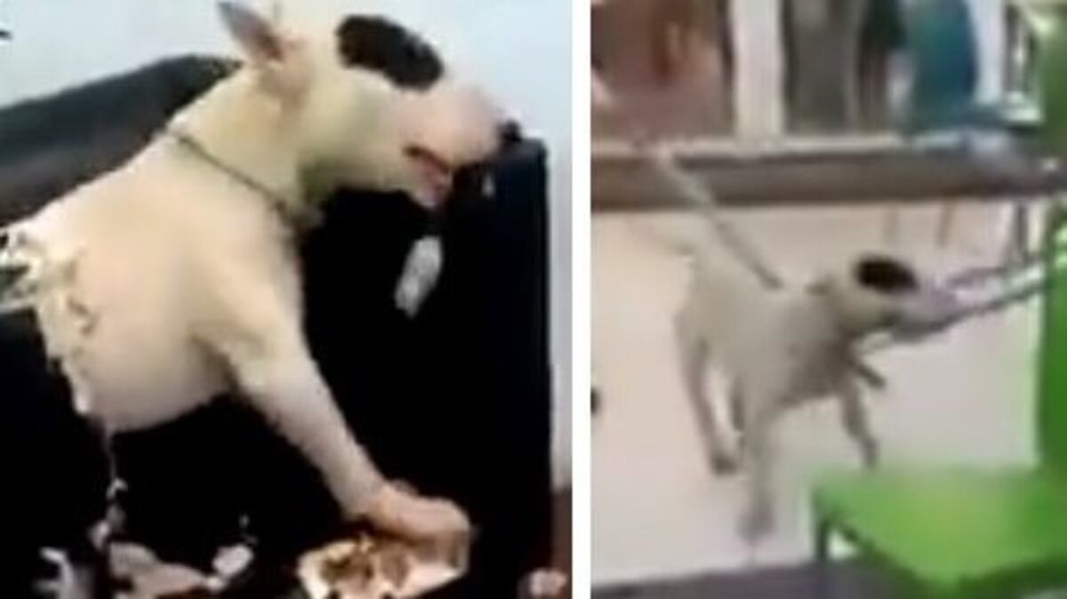 Perro fuera de control