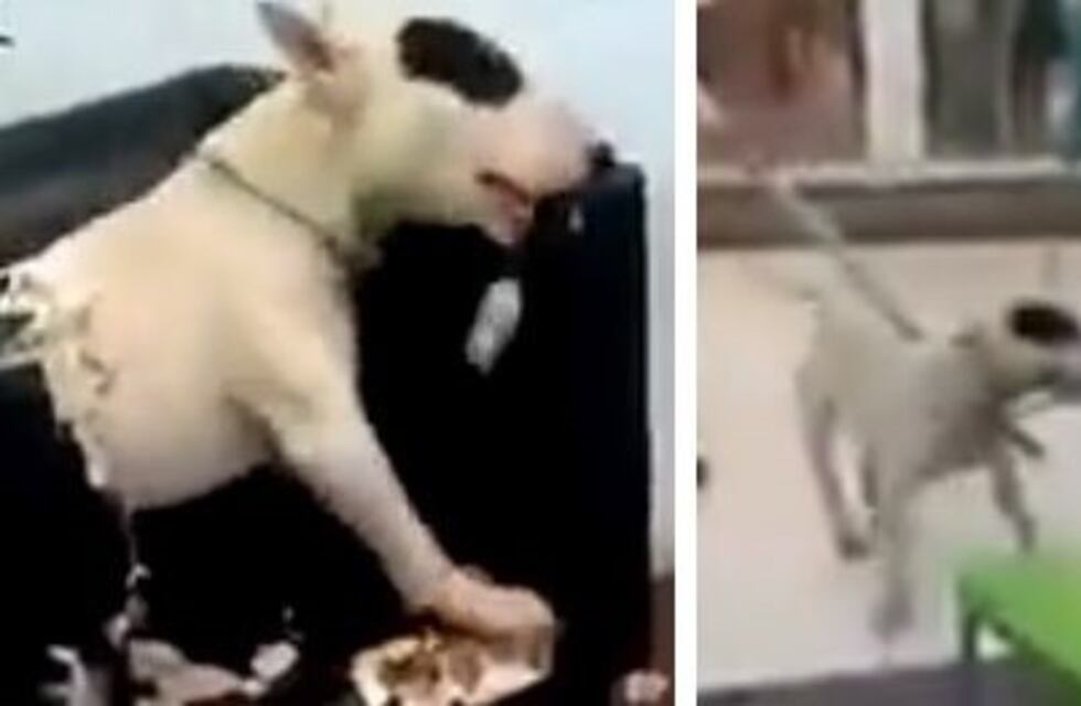 Un perro entró a una heladería y la destrozó en General Alvear
