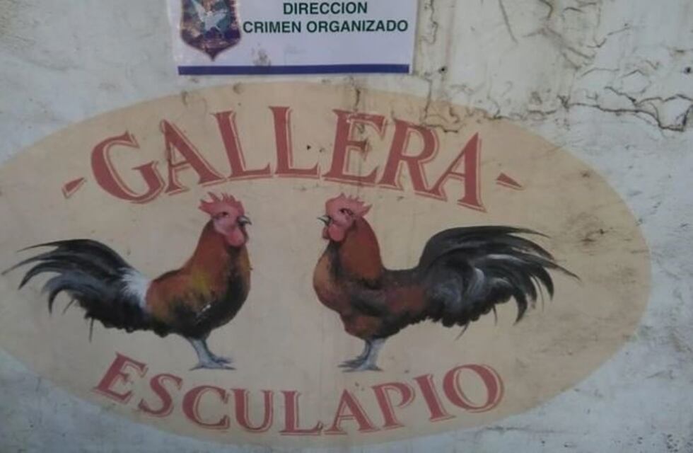 Rescataron 378 aves del campo donde se filmó "Un gallo para Esculapio"