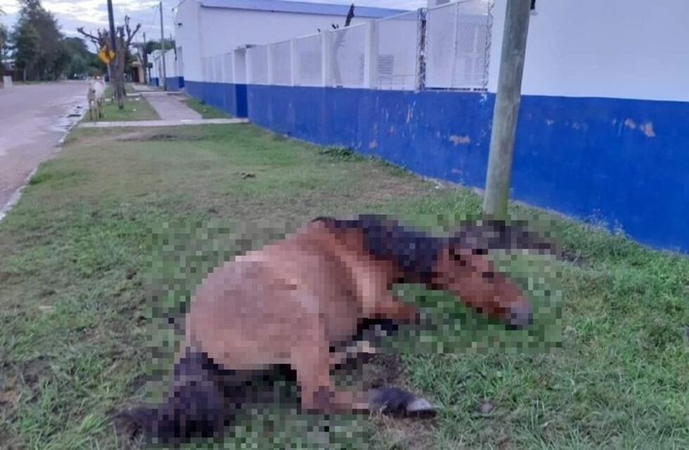 Conductor ebrio mató a un caballo e hirió gravemente a otros dos