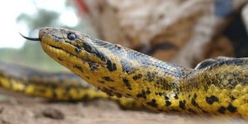 Rescataron a una boa de más tres metros en Chaco