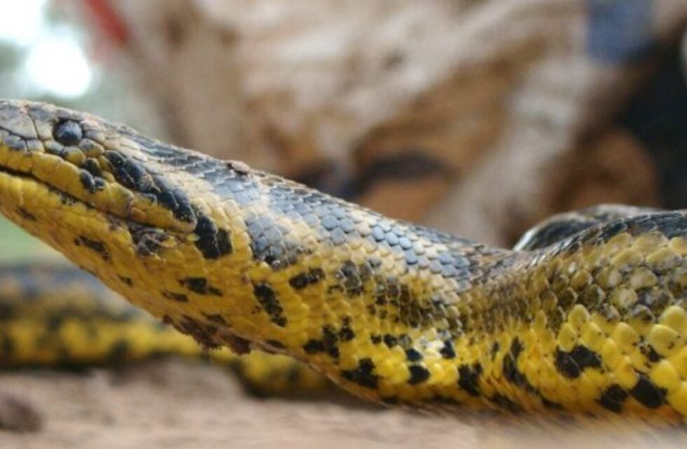 Rescataron a una boa de más tres metros en Chaco