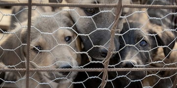 Cachorros en un centro de adopciones\u002E (AP)