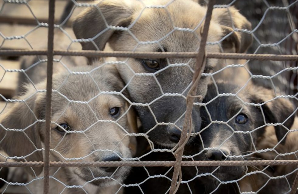 En cinco años podría haber la mitad de perros callejeros en las calles de Salta