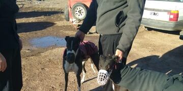 galgos
