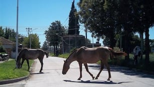 Una localidad de Córdoba se apropiará de los caballos que anden sueltos por la ciudad.