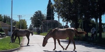 Una localidad de Córdoba se apropiará de los caballos que anden sueltos por la ciudad.