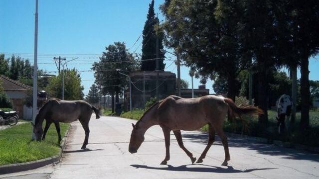 Una localidad de Córdoba se apropiará de los caballos que anden sueltos por la ciudad.