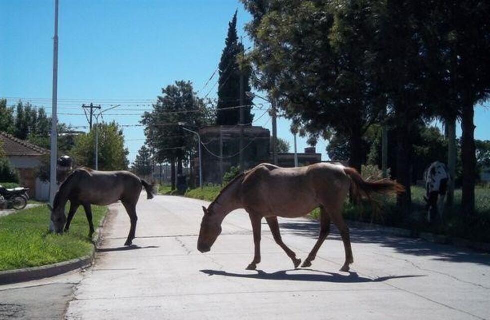Una localidad de Córdoba se apropiará de los caballos que anden sueltos por la ciudad