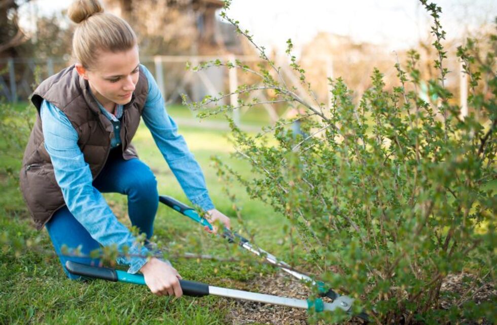 ¿Cómo mantener la humedad de las plantas con las estufas al máximo?