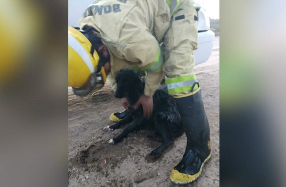 Bomberos de Victorica rescataron una perrita que se ahogaba en una laguna congelada