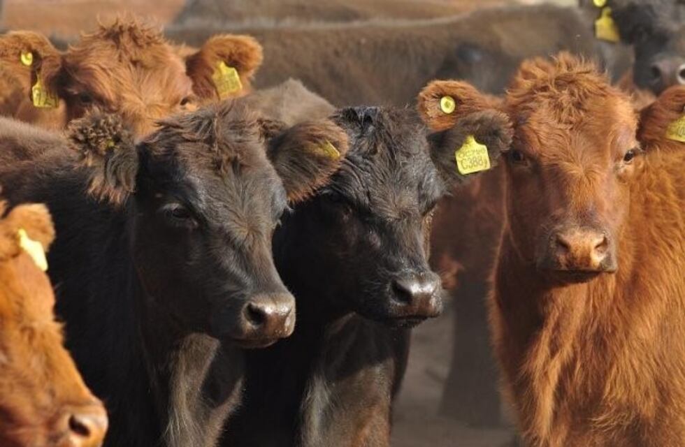 Las muertes de ganado por pumas y zorros afectan a más de la mitad de los productores