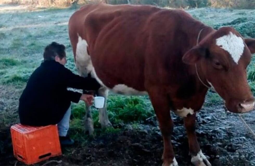 Ni ola polar impidió que una entrerriana de 83 años ordeñe su vaca