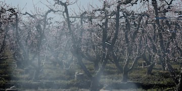 Los productores intentaron mitigar el efecto de las heladas con las defensas pasivas y activas. Imagen ilustrativa.